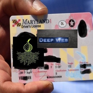 Buy real and fake Maryland driver’s licenses